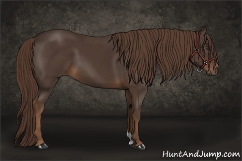 Horse Color:Liver Chestnut 