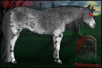 Horse Color:White Spotted Black 