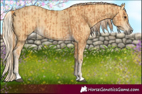 Horse Color:Chestnut and Palomino