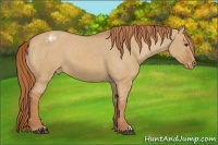 Horse Color:Red Dun Varnish 
