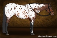 Horse Color:Bay Appaloosa