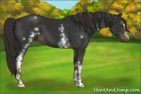 Horse Color:White Spotted Liver Chestnut 