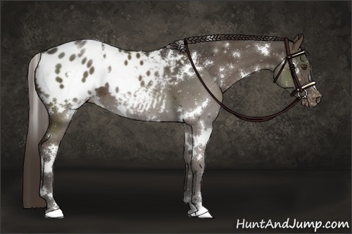Horse Color:White Spotted Liver Chestnut Appaloosa 