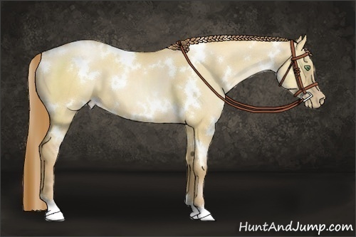 Horse Color:White Spotted Red Dun Pearl 