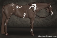 Horse Color:White Spotted Liver Chestnut 