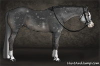 Horse Color:Smoky Black Splash