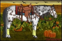 Horse Color:White Spotted Brown