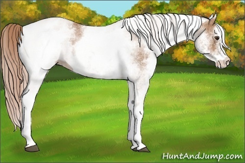 Horse Color:White Spotted Chestnut