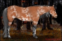 Horse Color:White Spotted Bay Frame