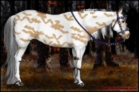 Horse Color:Bay Dun Splash Tobiano Frame 