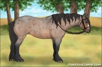 Horse Color:Buckskin Roan 