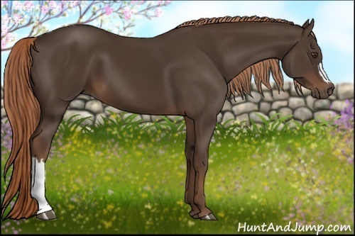 Horse Color:Liver Chestnut 