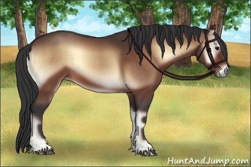 Horse Color:Bay Onyx 