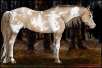 Horse Color:White Spotted Liver Chestnut Pearl 
