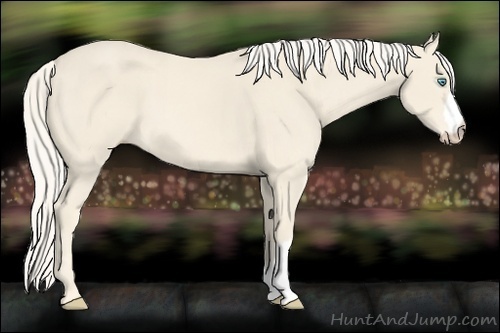 Horse Color:Cremello 