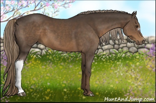 Horse Color:Liver Chestnut 