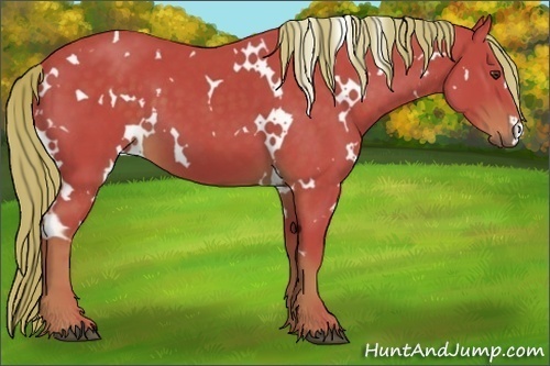 Horse Color:Watercolor White Spotted Liver Chestnut 