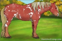 Horse Color:Watercolor White Spotted Liver Chestnut