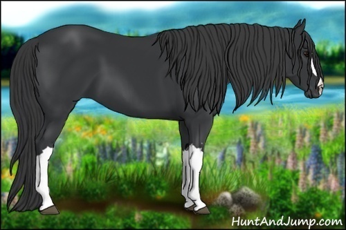 Horse Color:Black 