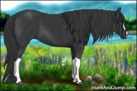Horse Color:Black 