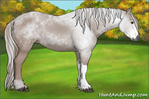 Horse Color:Gray Chestnut 