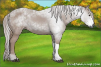 Horse Color:Gray Chestnut 