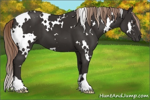 Horse Color:White Spotted Liver Chestnut