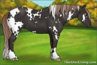 Horse Color:White Spotted Liver Chestnut 