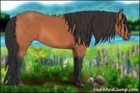 Horse Color:Bay 