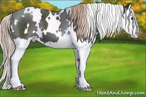 Horse Color:White Spotted Liver Chestnut Splash 