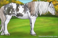 Horse Color:White Spotted Liver Chestnut Splash 