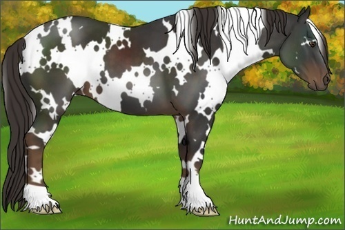 Horse Color:White Spotted Liver Chestnut 