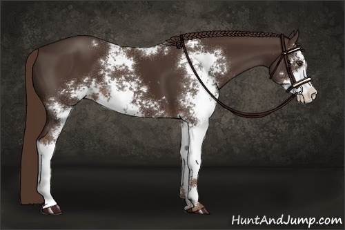 Horse Color:Liver Chestnut Sabino