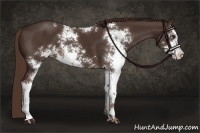 Horse Color:Liver Chestnut Sabino 