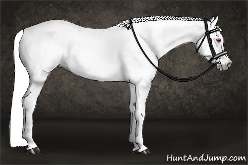 Horse Color:Chestnut Chinchilla 