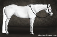 Horse Color:Chestnut Chinchilla 