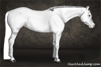 Horse Color:Chestnut Chinchilla Blanket 