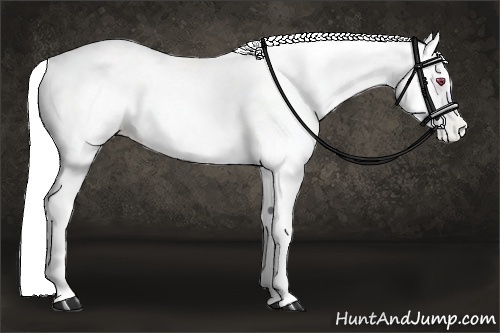 Horse Color:Chestnut Chinchilla Appaloosa 