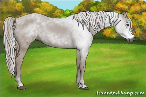 Horse Color:Gray Chestnut 