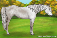 Horse Color:Gray Chestnut 