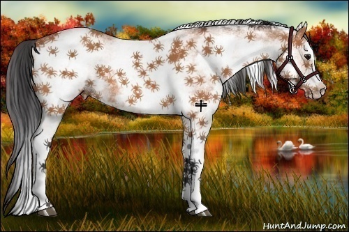 Horse Color:White Spotted Bay 