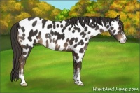 Horse Color:Liver Chestnut Sabino Appaloosa 