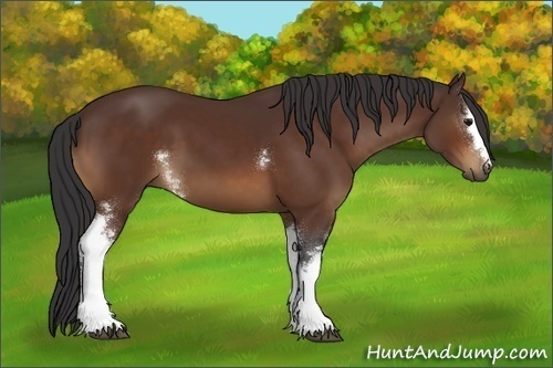 Horse Color:White Spotted Bay