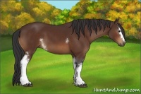 Horse Color:White Spotted Bay 