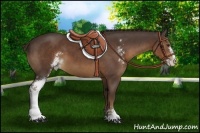 Horse Color:Liver Chestnut Sabino