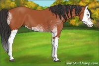 Horse Color:White Spotted Bay Splash  and Bay Splash 