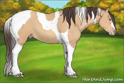 Horse Color:Amber Champagne Tobiano