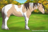 Horse Color:Amber Champagne Tobiano