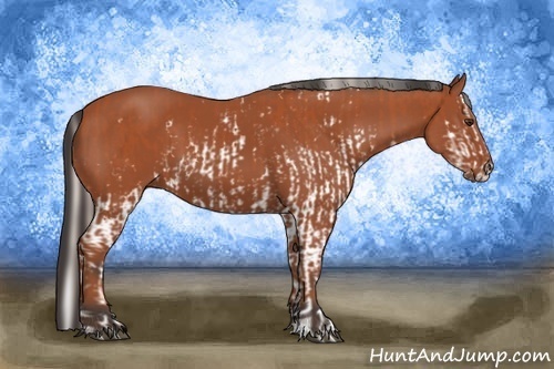 Horse Color:Silver Bay Sabino Splash  and Bay Sabino 