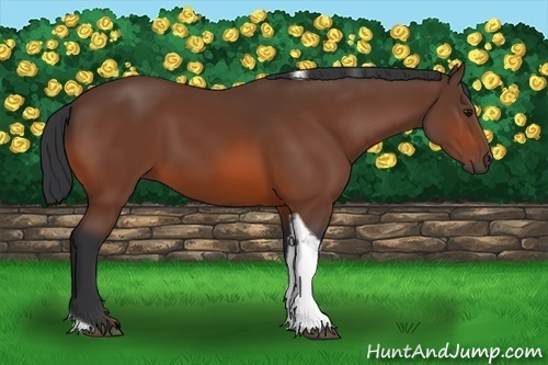 Horse Color:Bay Tobiano 